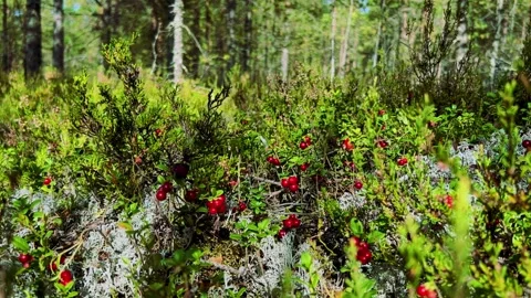 The red lingonberry berry grows in the forest on a bush. Stock Footage 301556288