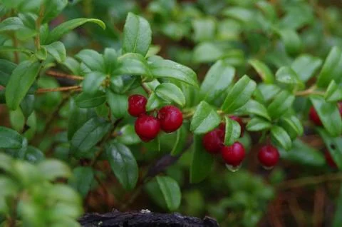Red lingonberry Stock Photos