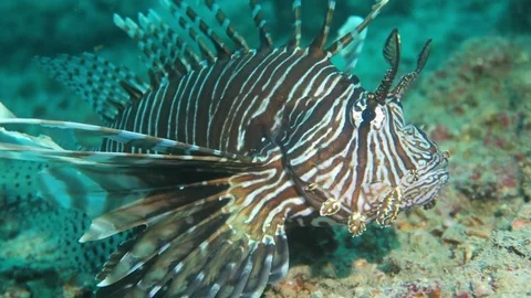 Red lion fish Stock Footage 71460788