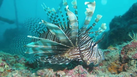 Red lion fish Stock Footage 71461025