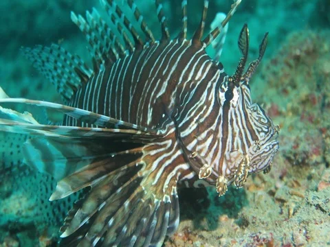 Red lion fish Stock Footage 71461791