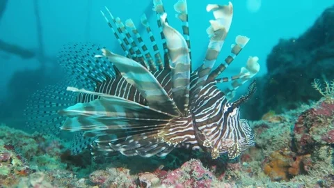 Red lion fish Stock Footage 71462244