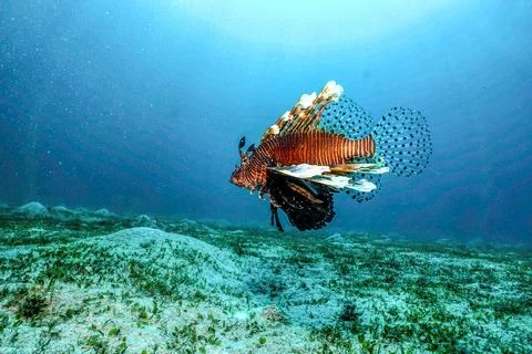 Red Lion Fish Stock Photos