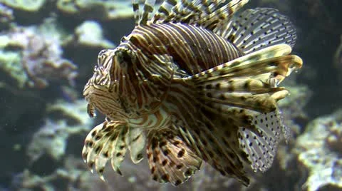 Red lionfish Stock Footage 21775517