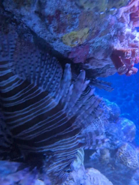 Red Lionfish Stock Footage 238891443