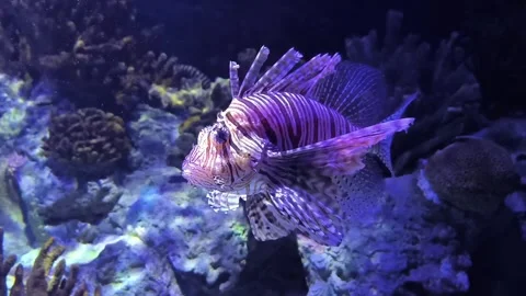 The red lionfish Video stock 320181765