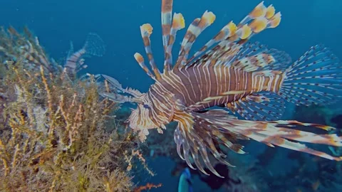 Red Lionfish Stock Footage 326079206