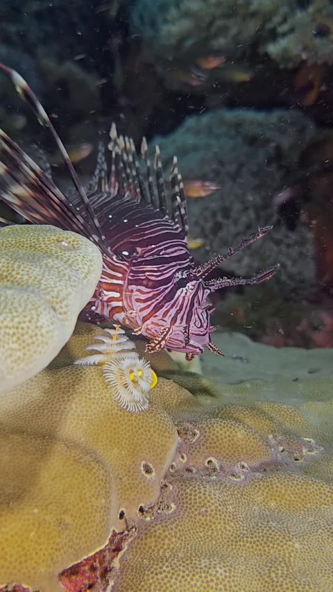 Red Lionfish Stock Footage 339988083