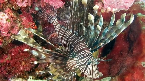 Red lionfish , pterois volitans  swimming over coral reef , Bali Stock Footage