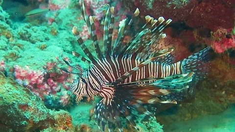 Red lionfish , pterois volitans swimming over coral reef , Bali Stock Footage