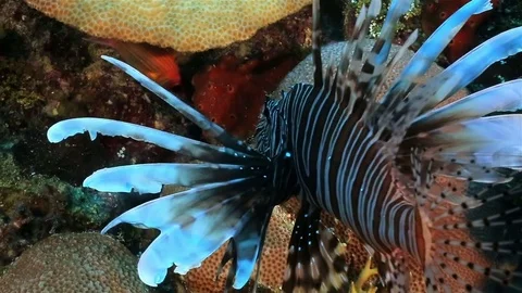 A red lionish at the coral reef in the Caribbean sea Stock Footage 77486992