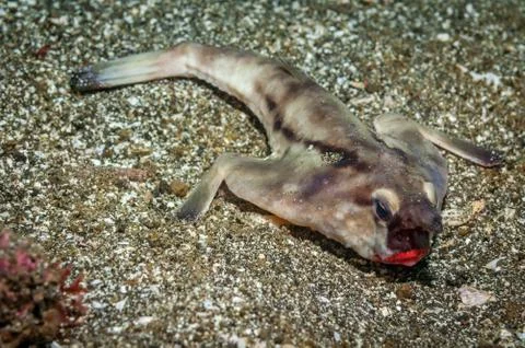 Red-lipped batfish Stock Photos