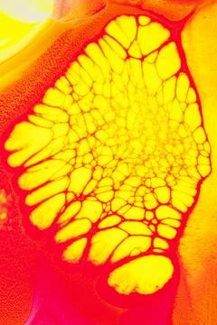 Red liquid marble background DIY aesthetic flowing texture 스톡 일러스트