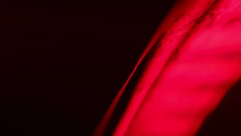 Red liquid surface on black background Stock Footage 304671038