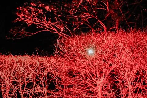 Red lit bare trees at night Stock Photos
