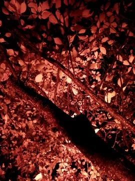 Red-lit tree branches and leaves Photos