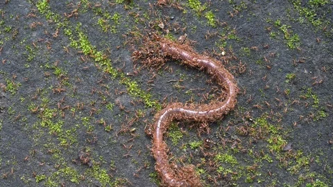 Red little ants attacked the earthworm, macro, close up. Bali, Indonesia Stock Footage 106987585