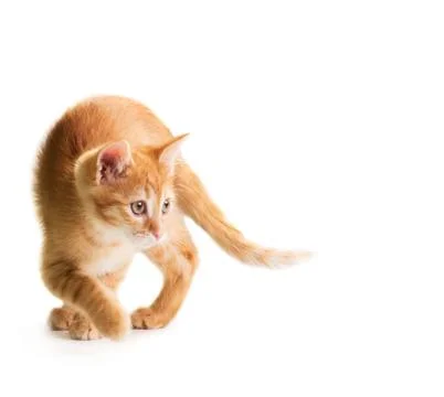 Red little cat Stock Photos