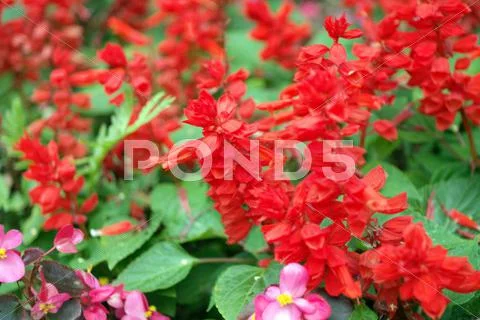 Red little flowers Stock Photos
