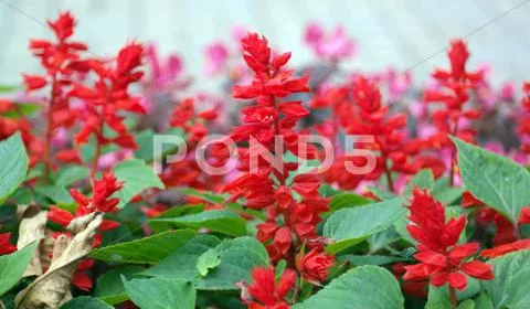 Red little flowers Stock Photos