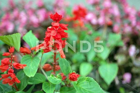 Red little flowers Stock Photos
