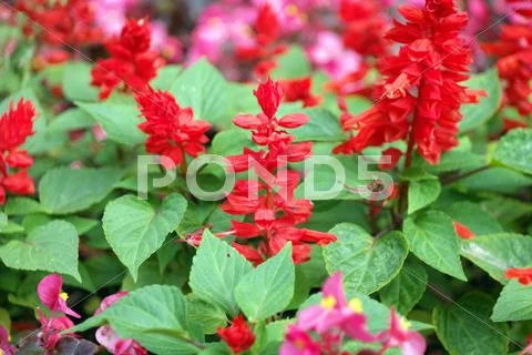 Red little flowers Stock Photos