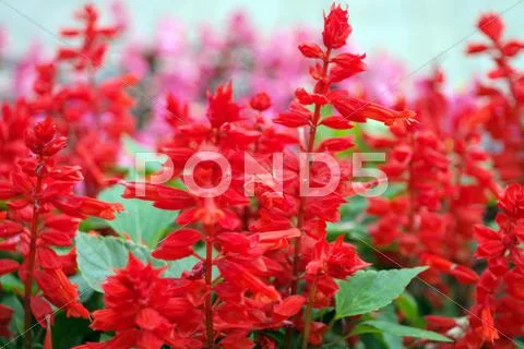 Red little flowers Stock Photos