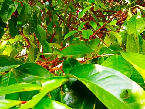 Red little fruit tree Stock Photos