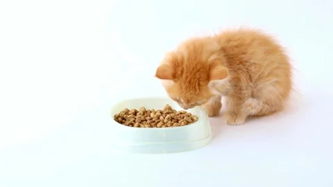 Red little kitten eats dry food on a light background 스톡 동영상 194393471