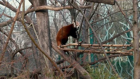 Red little panda climbing tree Video stock 73483918