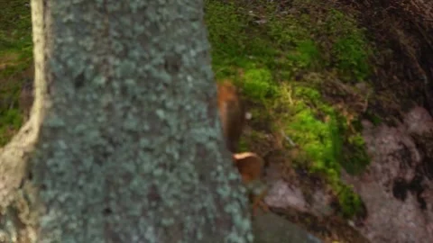 A red little squirrel runs Stock Footage 143474028