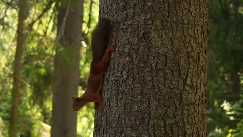 A red little squirrel runs Stock Footage 143474074
