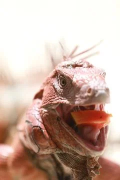 Red Lizard Feeding on Fruit Stock Photos