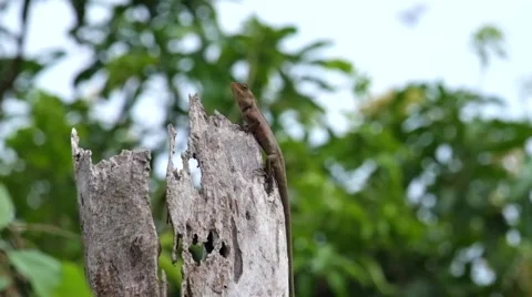 Red Lizard on a green background Stock Footage 41249537