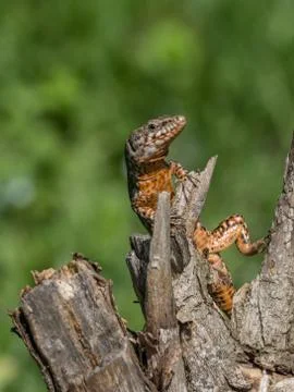 Red lizard posing on a tree trunk Stock Photos