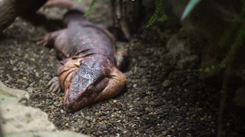 Red lizard sleeps dangerous big Stock Footage 258988760