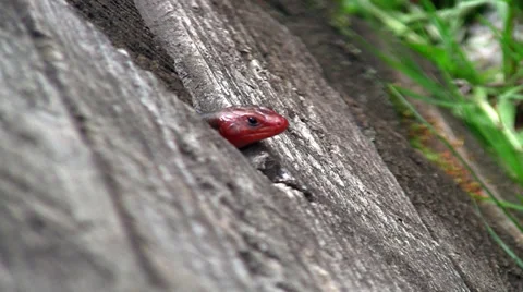 Red lizard sticking head out of rock Stock Footage 31960813