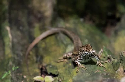 Red lizard on tree trunk Stock Photos