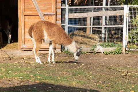 Red llama in an aviary eats grass Stock Photos