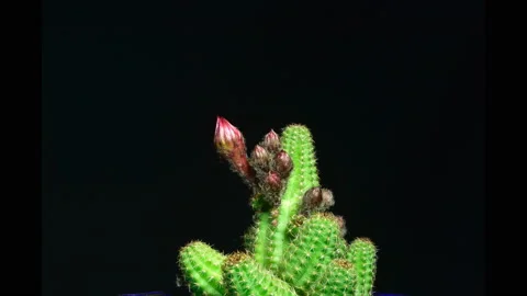 Red lobivia cactus blooming in time lapse Stock Footage 134223662