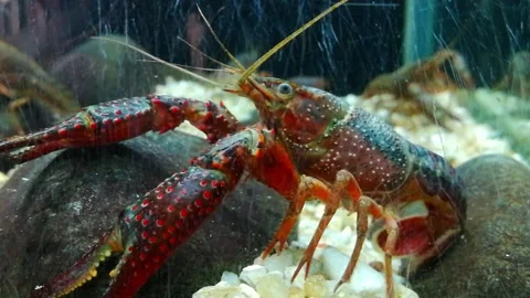 Red lobster in aquarium Stock Footage 310790672