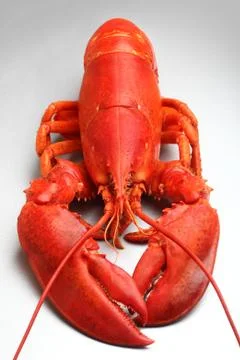 Red lobster Stock Photos
