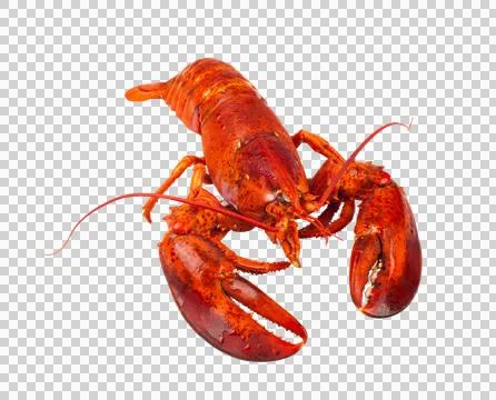 Red lobster Stock Photos