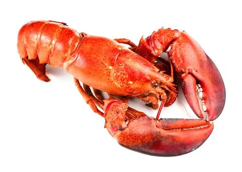Red lobster on white background Stock Photos