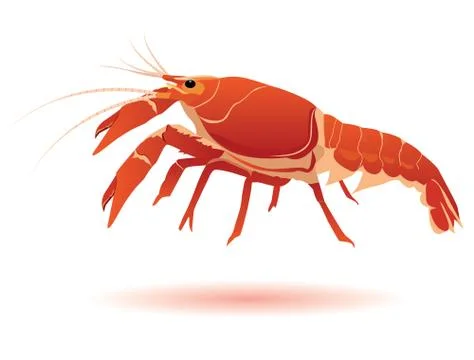 Red lobster on white background vector design Stock Illustration