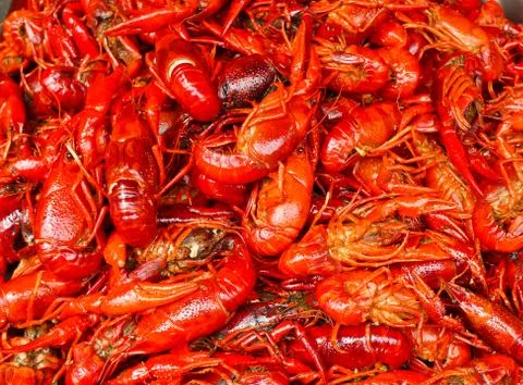 Red lobsters Foto stock