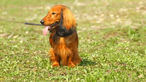 Red long-haired dachshund Stock Footage 22778808