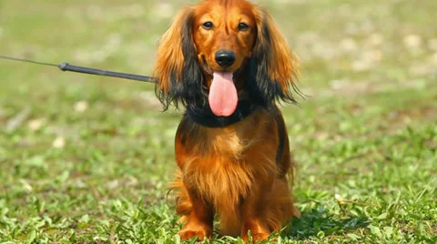 Red long-haired dachshund Stock Footage 34099672
