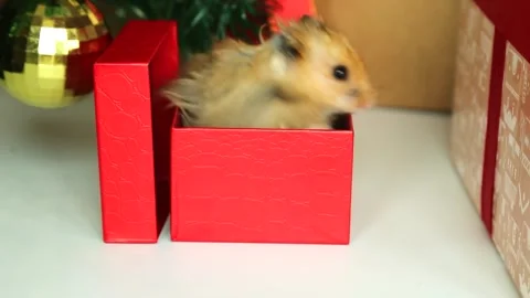 A red, long-haired hamster opens the lid of a gift box near the Christmas tree Видео 254180962