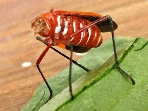 Red Long legged insect  Stock Photos